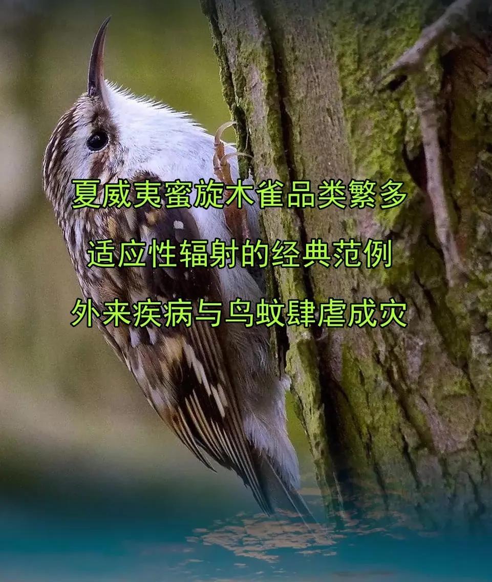 夏威夷为何要空投数万只蚊子