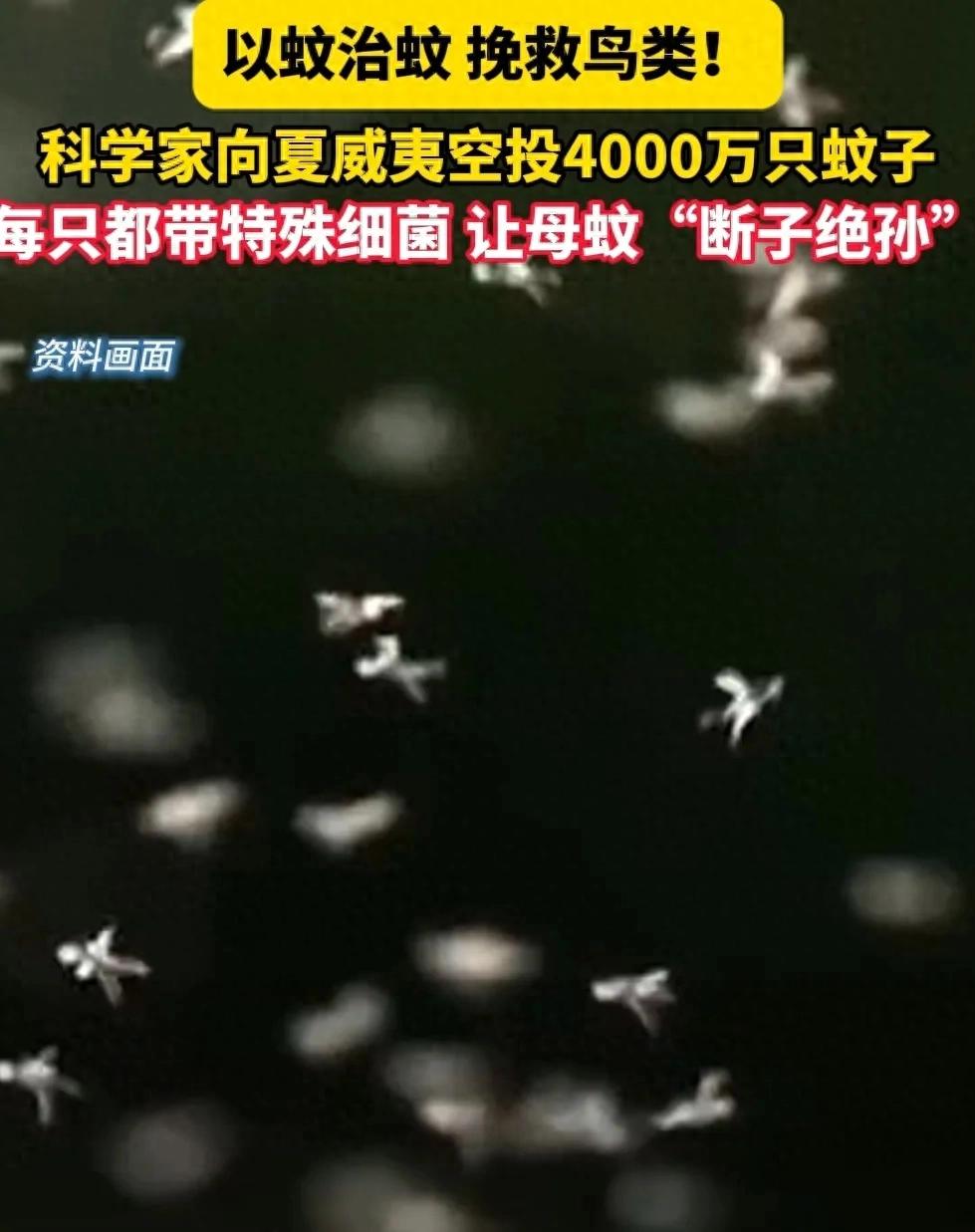 夏威夷为何要空投数万只蚊子
